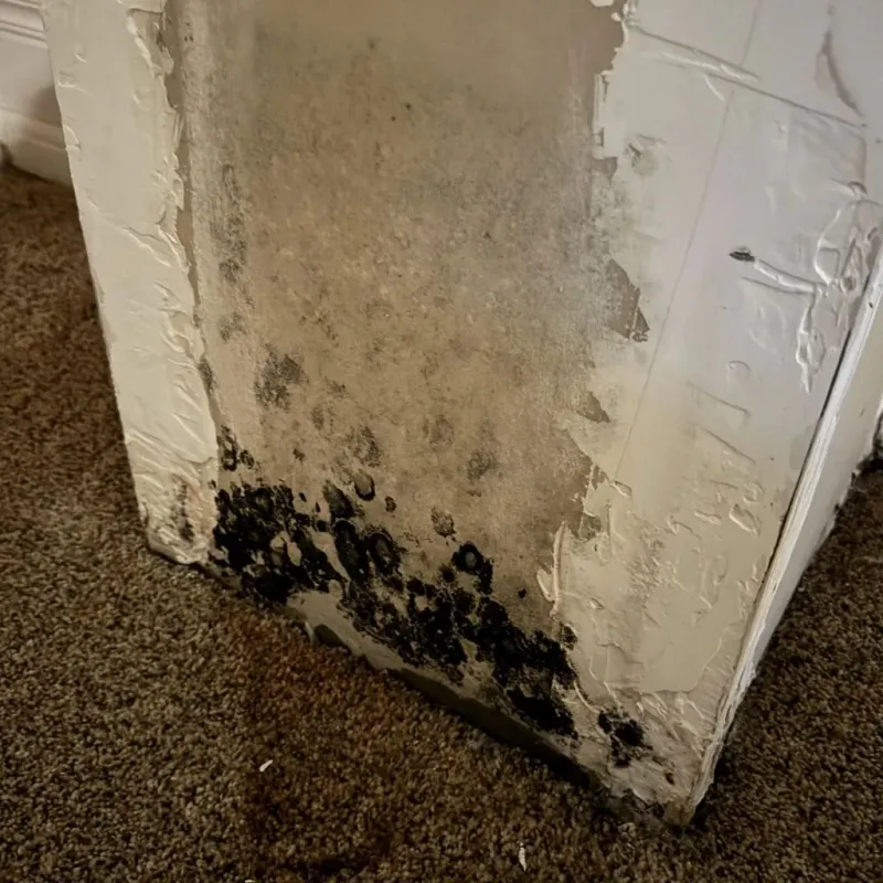 Professional Mold Removal in Clayton, NJ